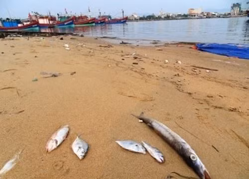 Tổng số tiền bồi thường thiệt hại môi trường tại huyện Lộc Hà, Hà Tĩnh là 207 tỷ đồng.