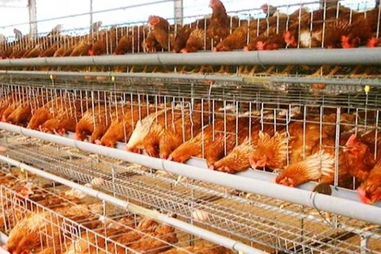 Ngoài việc thiếu vốn, ngành chăn nuôi trên địa bàn thành phố Hà Nội còn thiếu kỹ năng phân tích thị trường- (Ảnh minh họa).