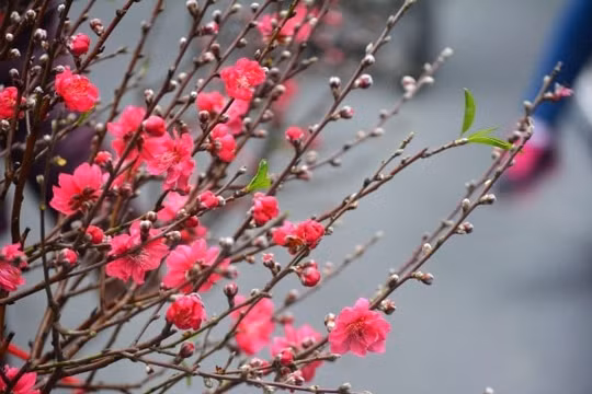 Thủ tướng đồng ý với phương án nghỉ Tết Âm lịch 7 ngày.