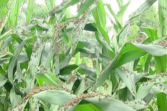 Nạn châu chấu đang "tàn phá" tỉnh Sơn La - (Nguồn Internet)