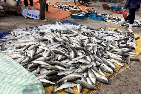 Hàng trăm tấn cá được phát hiện chết bất thường ở vùng biển Nghi Sơn, Thanh Hóa - (Ảnh minh họa)