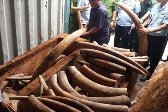 Số ngà voi tang vật trong một lần bắt giữ