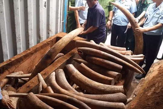 Số ngà voi tang vật trong một lần bắt giữ