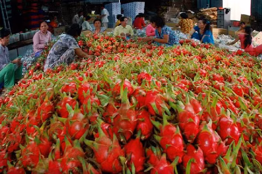 Bộ Công thương đã có thông tin chính thưc về việc thương lái Trung Quốc thao túng thị trường thanh long Bình Thuận - (Ảnh minh họa).