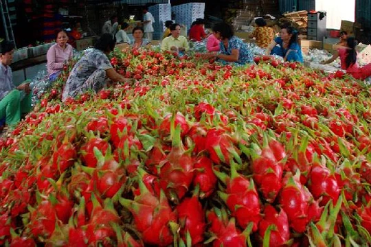 Bộ Công thương đã có thông tin chính thưc về việc thương lái Trung Quốc thao túng thị trường thanh long Bình Thuận - (Ảnh minh họa).