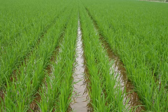 Khoảng 420.000 ha sẽ được ĐBSCL gieo sạ sớm trong tháng 10/2016.