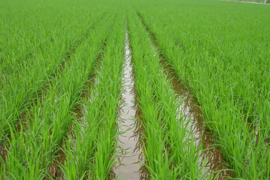 Khoảng 420.000 ha sẽ được ĐBSCL gieo sạ sớm trong tháng 10/2016.