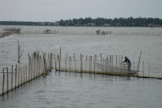 Đầm phá tại Huế bị thiệt hại sau sự cố Formosa.