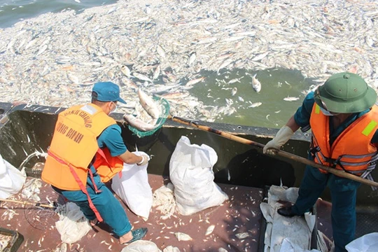 Công nhân môi trường vớt cá chết Hồ Tây đi tiêu hủy