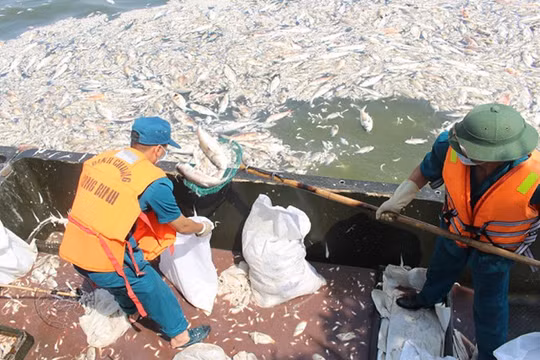 Công nhân môi trường vớt cá chết Hồ Tây đi tiêu hủy