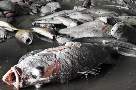 Cá chết 4 tỉnh miền Trung do Formosa gây ra.