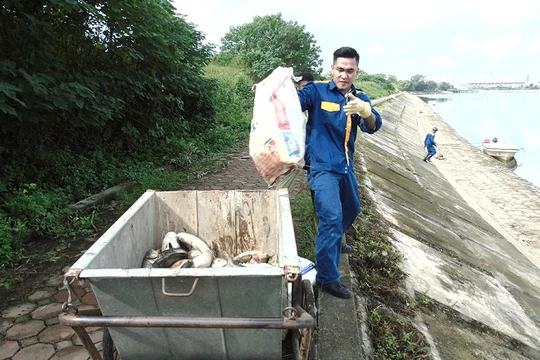 Công nhân Công ty môi trường đô thị đang thu gom cá chết đi tiêu hủy.