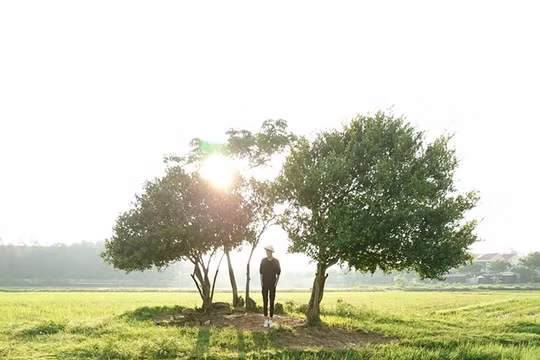 Bức ảnh chụp ngược sáng trên cánh đồng cỏ trải dài là tác phẩm được nhiều người yêu thích trong album chụp bằng Xperia XZ của Đinh Hằng.