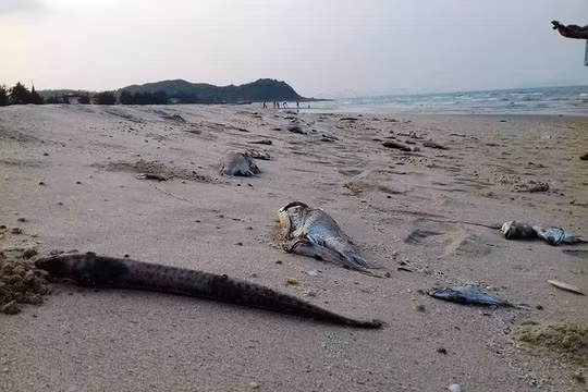 Ảnh minh họa. Nguồn Internet