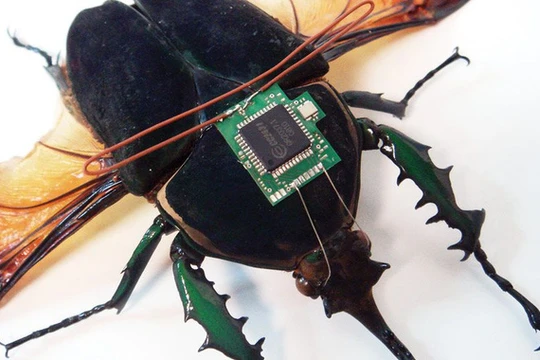 Điều khiển côn trùng bằng cách gắn chip lên lưng