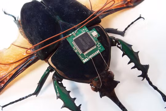 Điều khiển côn trùng bằng cách gắn chip lên lưng