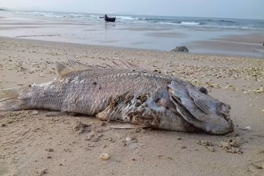 Bộ Tài chính yêu cầu không để xảy ra tiêu cực khi chi trả bồi thường của Formosa- (Ảnh minh họa).