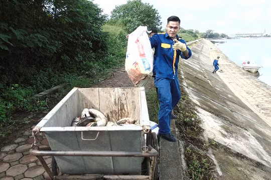 Công nhân Công ty môi trường đô thị đang thu gom cá chết đi tiêu hủy.