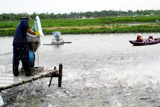 Tin vào thương lái Trung Quốc, nhiều người nuôi cá tra đang "ngồi trên đống lửa" - (Ảnh minh họa)