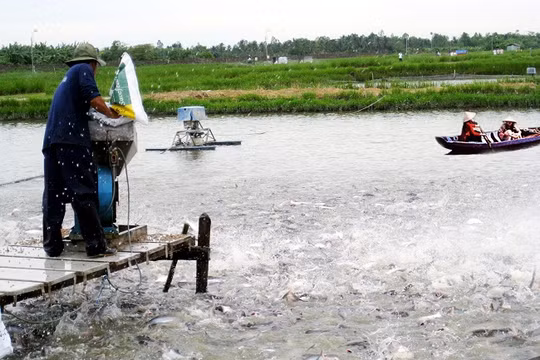 Tin vào thương lái Trung Quốc, nhiều người nuôi cá tra đang "ngồi trên đống lửa" - (Ảnh minh họa)