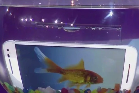 Không giống như cá, điện thoại dễ dàng bị hư hỏng khi rơi vào nước