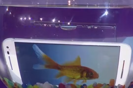 Không giống như cá, điện thoại dễ dàng bị hư hỏng khi rơi vào nước