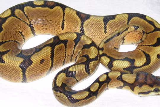 Video: Động vật bò sát dài nhất thế giới chết ở Malaysia