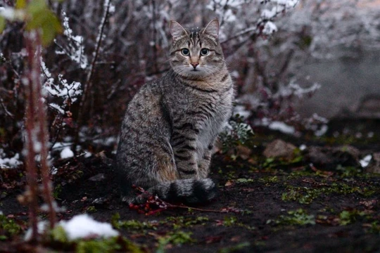 Video: Mèo dựng hầm trú ẩn trong tuyết