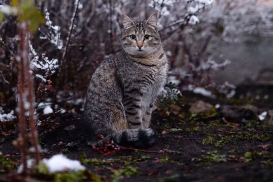 Video: Mèo dựng hầm trú ẩn trong tuyết