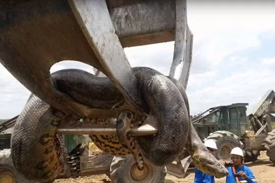 Ai cũng choáng khi nhìn thấy con trăn khổng lồ như trong phim kinh dị Mỹ