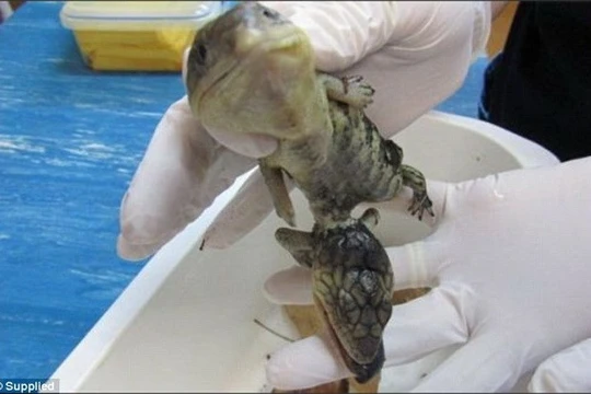 Tá hoả phát hiện thằn lằn ngoài hành tinh