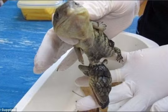 Tá hoả phát hiện thằn lằn ngoài hành tinh