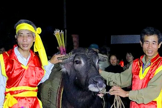 Mùng Hai Tết, về Phú Thọ xem Hội Cầu trâu