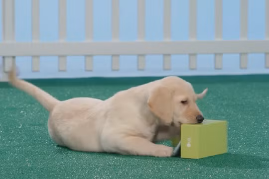 Video: Bị chó gặm, LG G5 vẫn 'thi gan cùng tuế nguyệt"