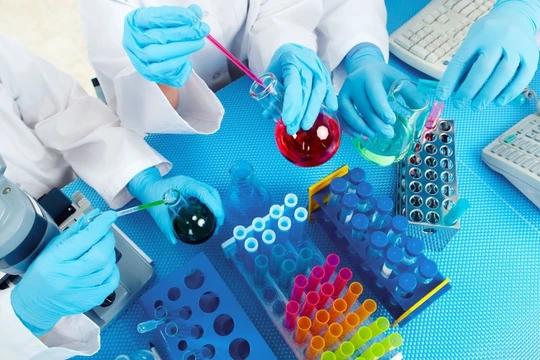 Nhật Bản nuôi cấy gan mini