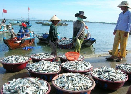 Nhiều loại hải sản miền Trung vẫn chứa phenol quá ngưỡng cho phép (ảnh minh hoạ)
