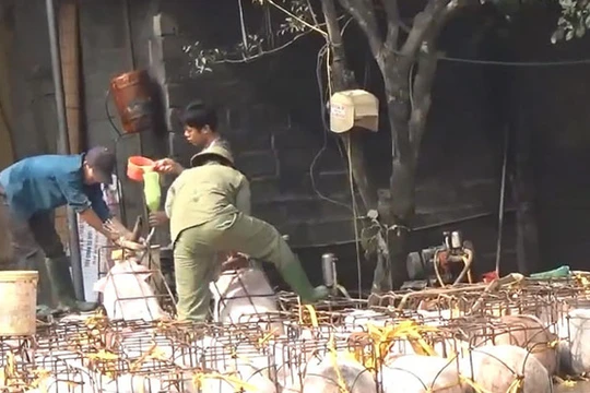 Video: Sởn gai ốc xem heo bị bơm chất lạ trước khi vào lò mổ