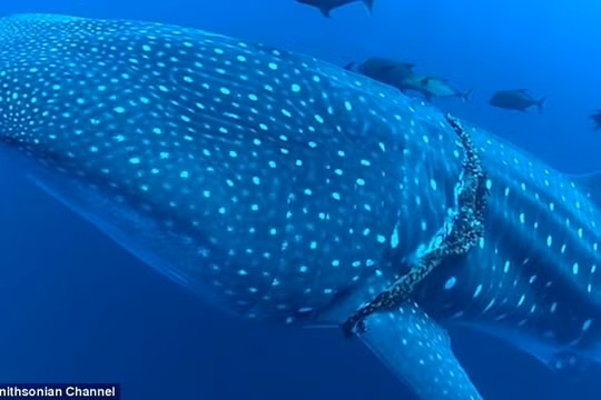 Con cá mập voi bơi ngoài khơi đảo Socorro với chiếc dây thiết chặt quanh cơ thể.