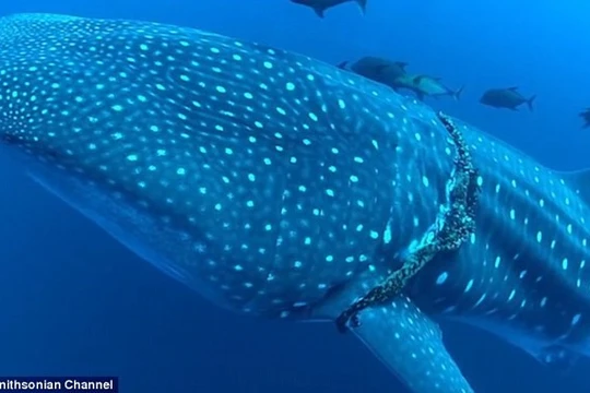 Con cá mập voi bơi ngoài khơi đảo Socorro với chiếc dây thiết chặt quanh cơ thể.