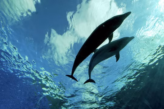 Phát hiện đại dương ngầm khổng lồ 2,7 tỷ năm tuổi