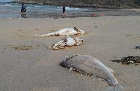 Trước những bằng chứng thuyết phục, lãnh đạo Formosa phải cúi đầu nhận lỗi.