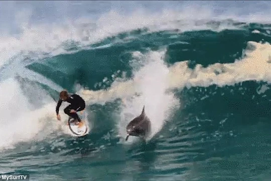 Video: Kinh ngạc xem cá heo “lướt sóng” cùng con người