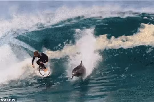 Video: Kinh ngạc xem cá heo “lướt sóng” cùng con người