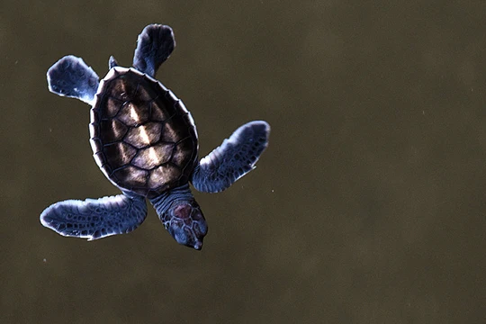 Nhà vệ sinh công cộng thời Victoria ở London