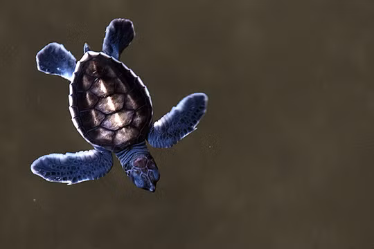 Nhà vệ sinh công cộng thời Victoria ở London