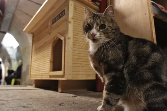 Các chú mèo Hermitage trở thành điểm đến hấp dẫn nhất thế giới