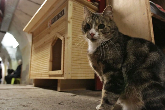 Các chú mèo Hermitage trở thành điểm đến hấp dẫn nhất thế giới