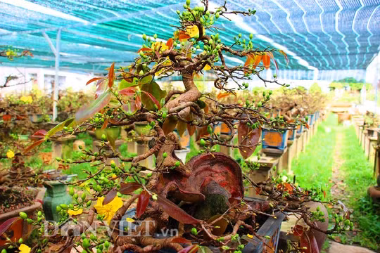 Hậu "phẫu thuật", gốc mai dáng độc được trả giá 50 triệu đồng