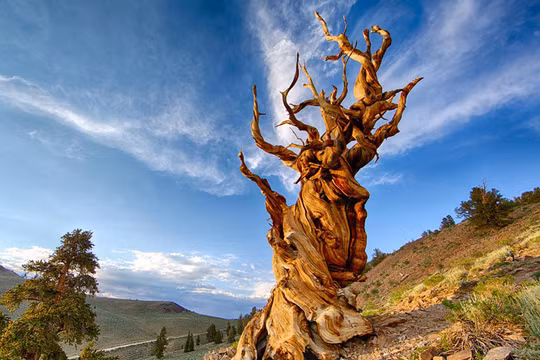  1. Cây Methuselah – Hơn 4.000 năm tuổi