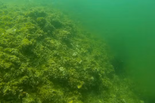 Video clip đầu tiên dưới đáy biển Nhân Trạch, Quảng Bình do thợ lặn Phạm Văn Hoàn tại Xóm Mới, thôn Nhân Quang, xã Nhân Trạch, huyện Bố Trạch, tỉnh Quảng Bình thực hiện.